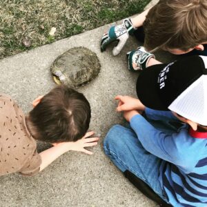 image-jennifermerritt-turtle