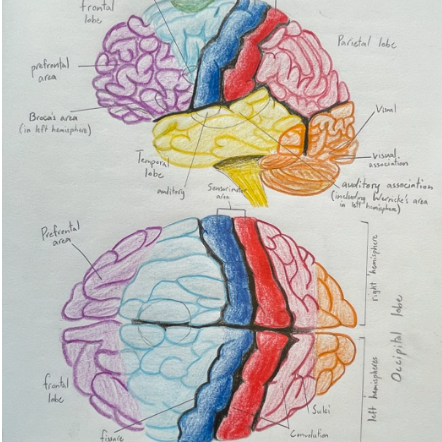 As an Ambleside teacher, we often discuss our “paradigm shift’ – from textbooks, grades, and stickers to “living books,” “narrations,” and “habits.” It’s difficult, for many of us. We’re not just learning about a method of education; we’re learning again how to learn.