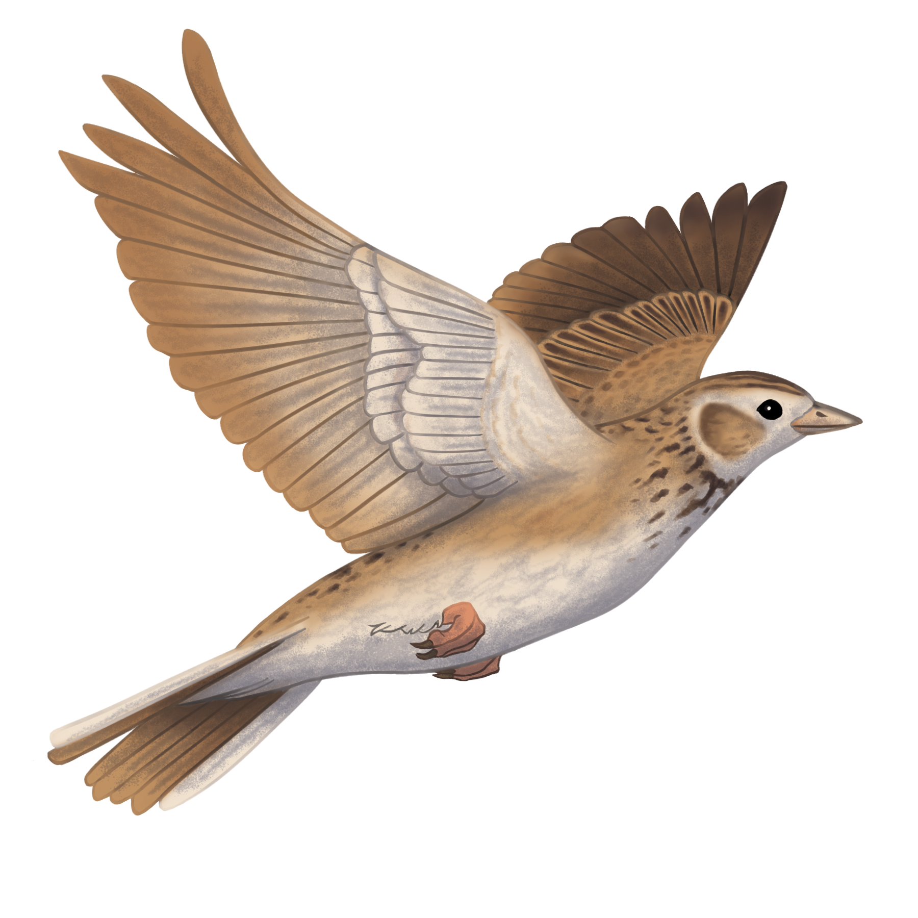In 1903 it had been suggested by a home-schoolroom pupil, Eric Bishop, that the P.U.S. should have a badge. He wrote to Charlotte Mason to ask if this could be arranged and sent her a design of a lark soaring towards heaven, encircled by a wreath of daisies.